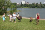Lamawanderung am Rhein